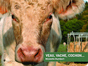 Veau, vache, cochon...